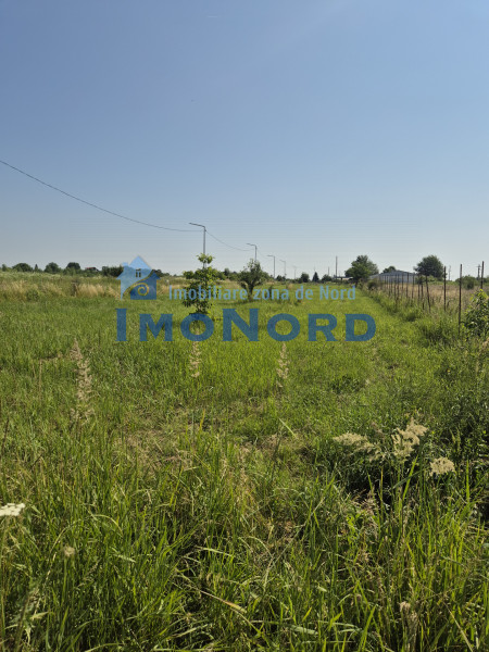 Teren intravilan în Izvorani – Delta Snagov 