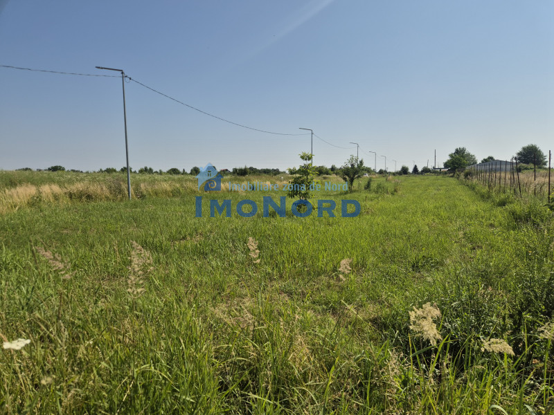 Teren intravilan în Izvorani – Delta Snagov 
