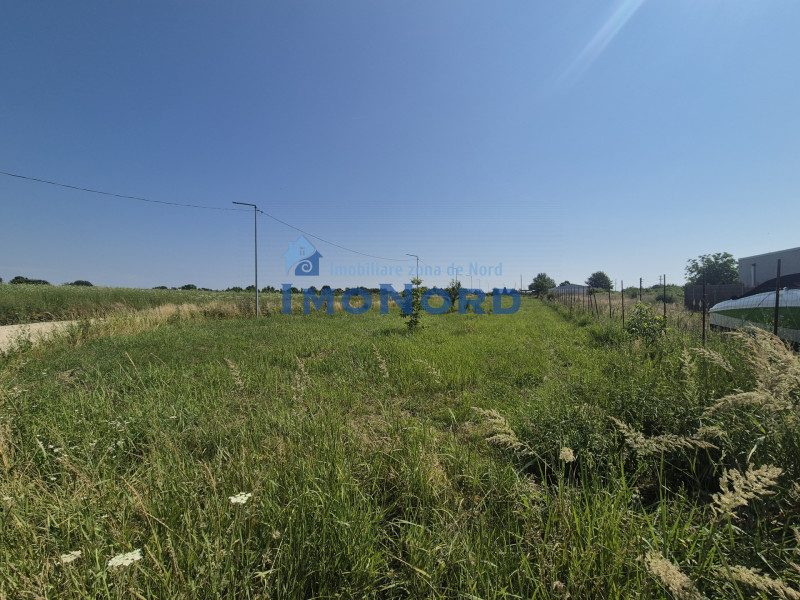 Teren intravilan în Izvorani – Delta Snagov 